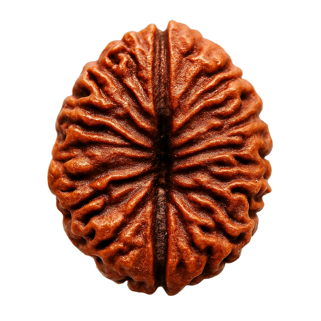 1 Mukhi Rudraksha – Divine Energy of Lord Shiva
